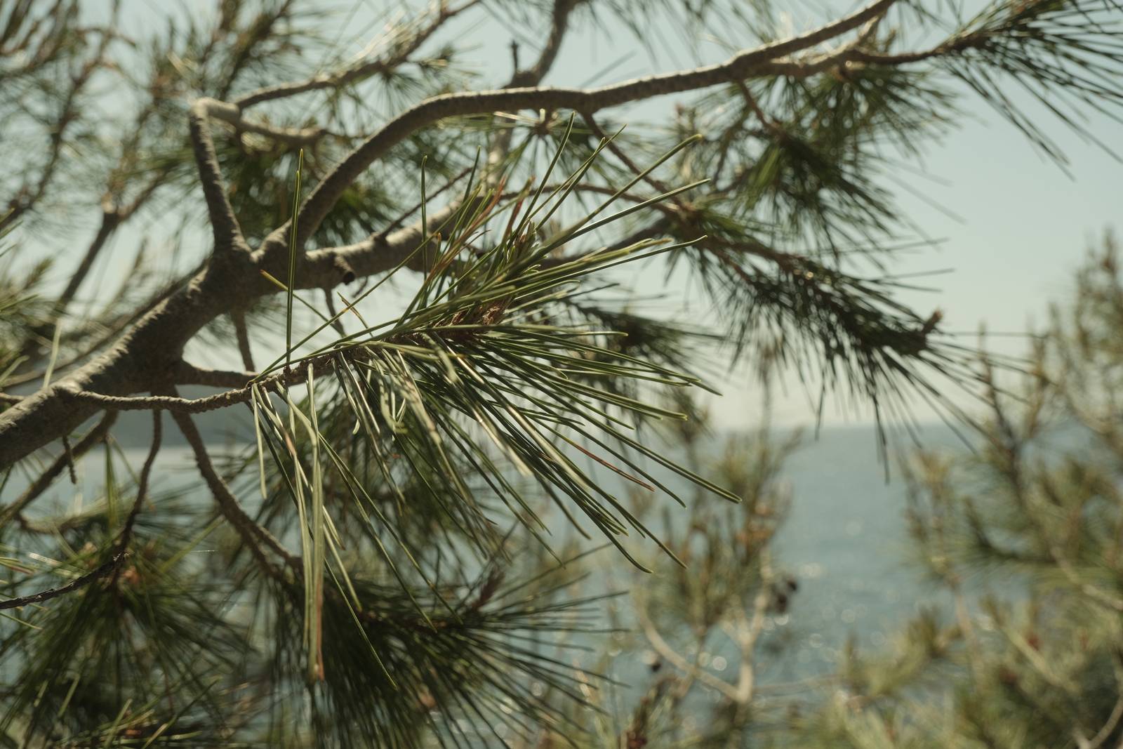 Cine Pro film recipe sample photo