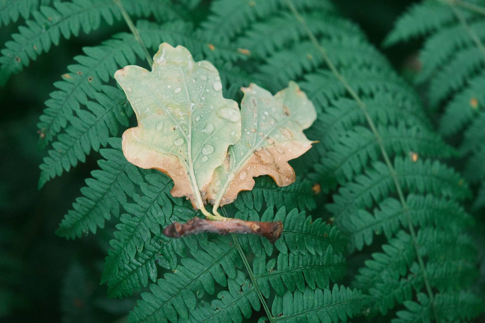 Expired Superia film recipe sample photo