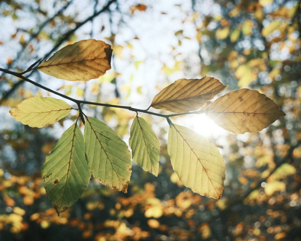 Expired Superia, Fujifilm with&nbsp;Character