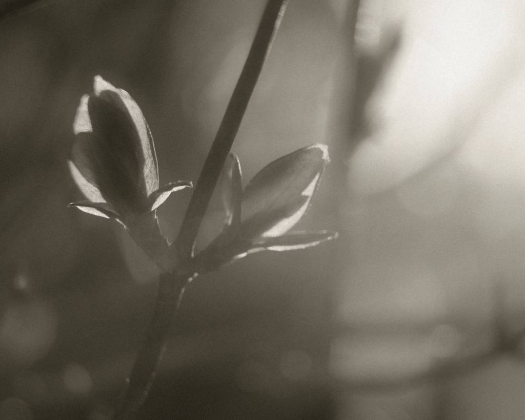 Silent Era, 1920s Monochrome Film&nbsp;Recipe