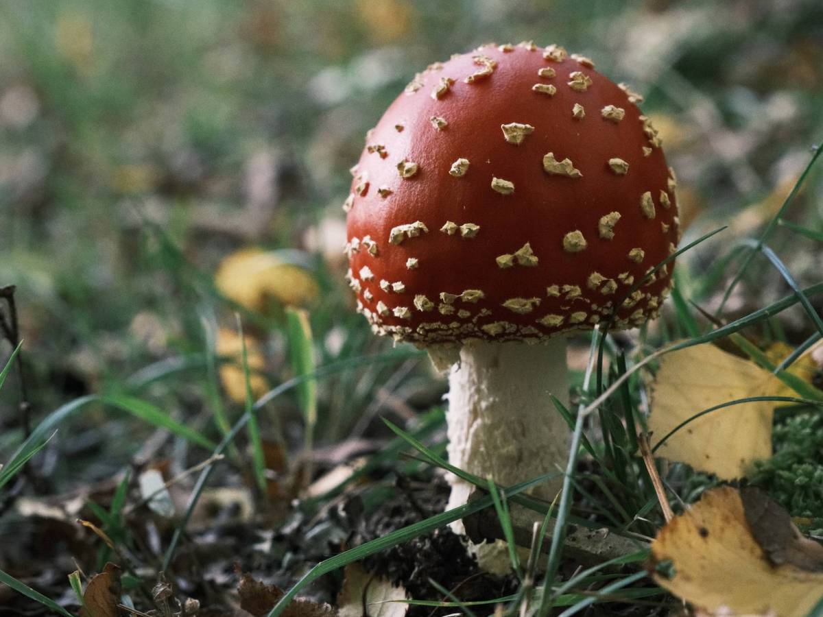 Woodland Negative, Outdoor Classic&nbsp;Negative