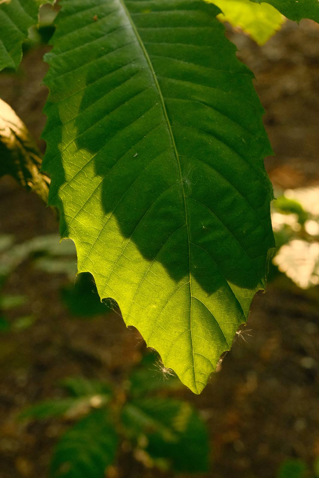 Soft Power film recipe sample photo