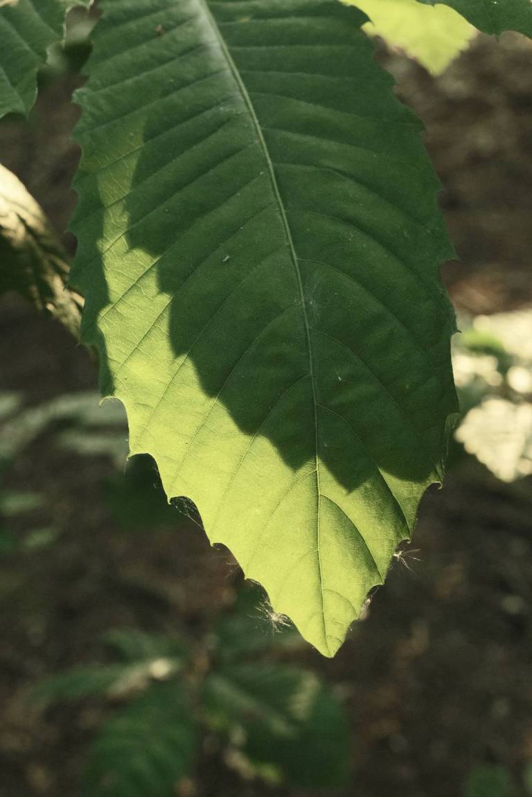 Arthouse Bleach, Faded Colour Film Recipe – Film Recipes for Fujifilm ...