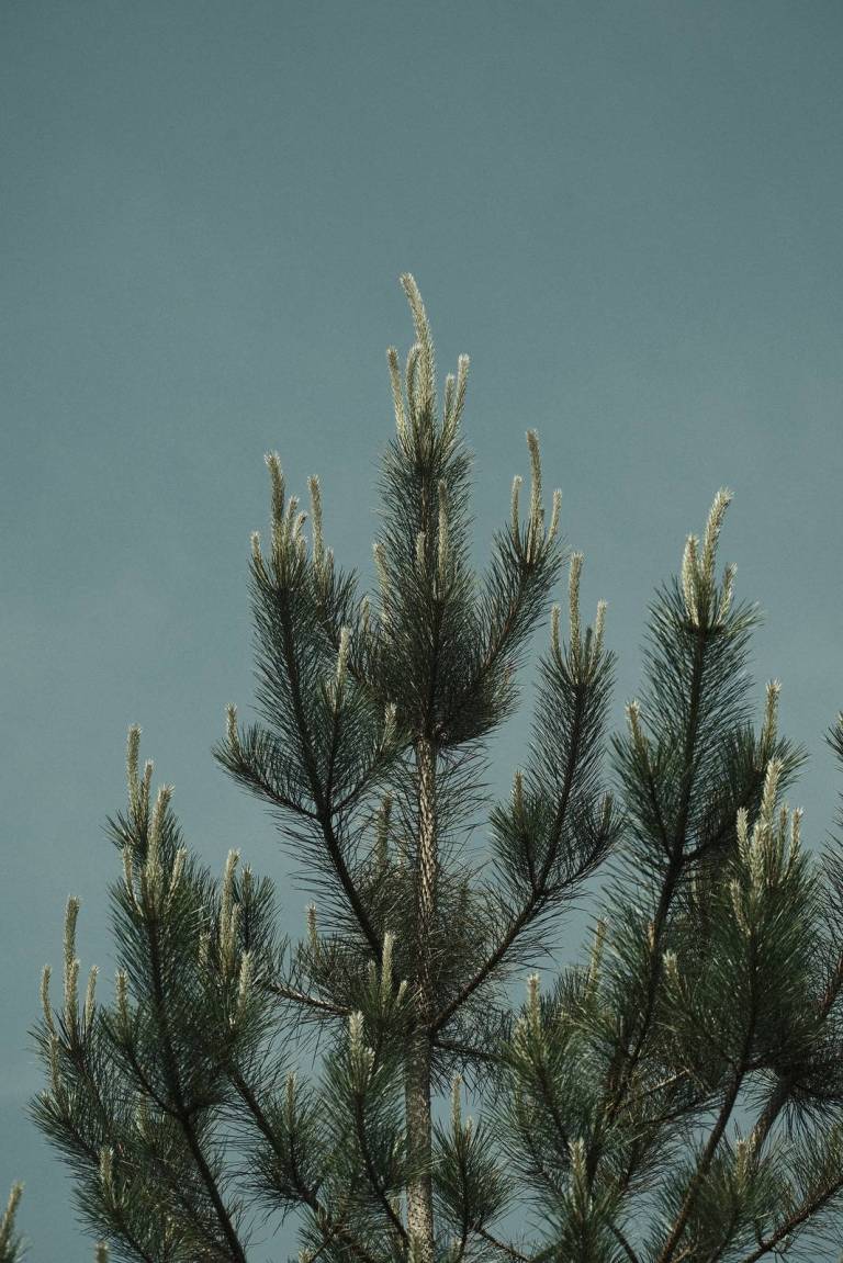 Arthouse Bleach, Faded Colour Film Recipe – Film Recipes for Fujifilm ...