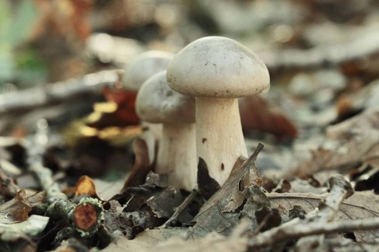 Arthouse Bleach, Faded Colour Film Recipe – Film Recipes for Fujifilm ...