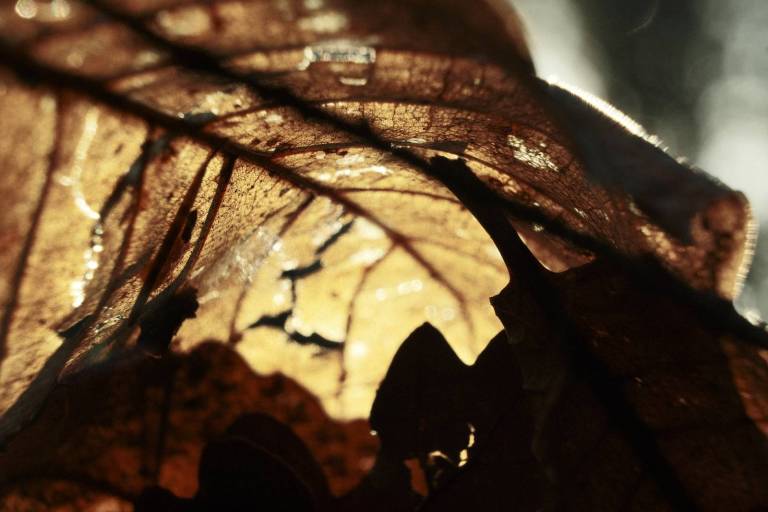 Arthouse Bleach, Faded Colour Film Recipe – Film Recipes for Fujifilm ...