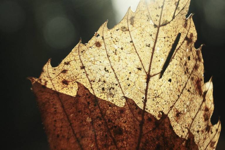 Arthouse Bleach, Faded Colour Film Recipe – Film Recipes for Fujifilm ...