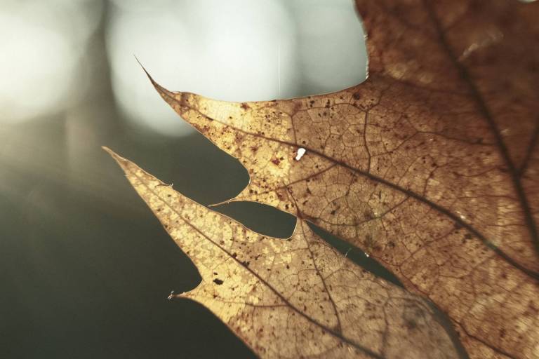 Arthouse Bleach, Faded Colour Film Recipe – Film Recipes for Fujifilm ...