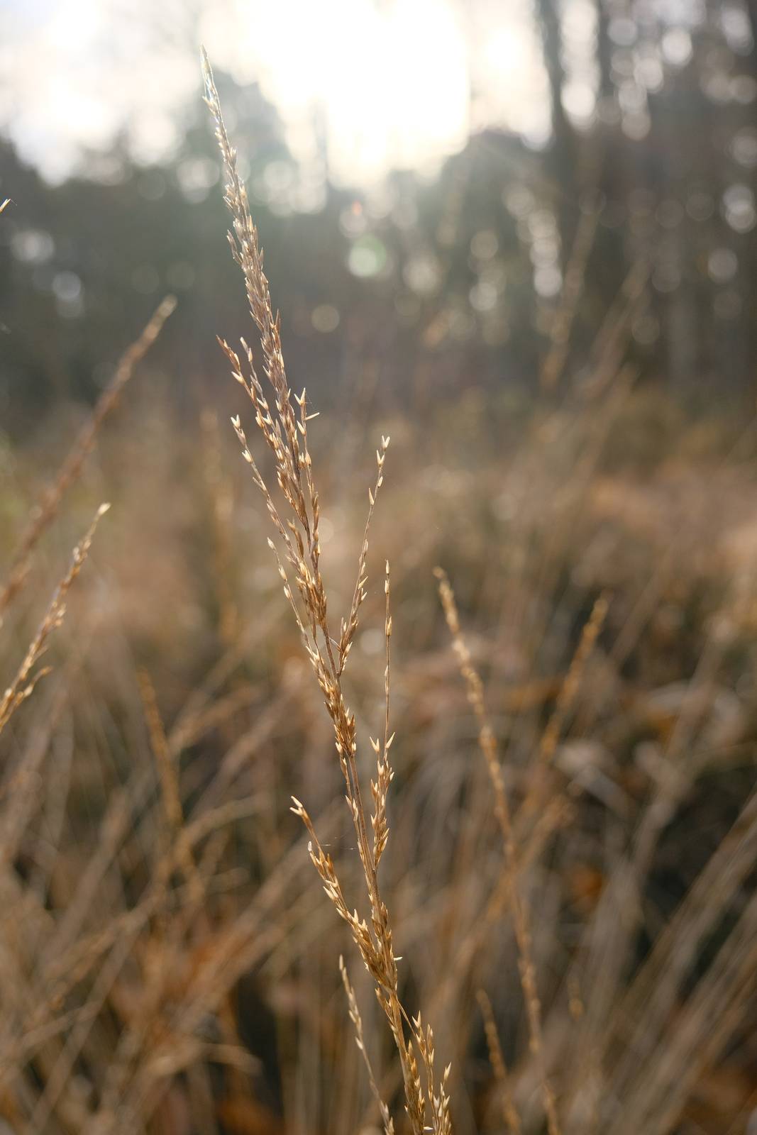 Soft Power film recipe sample photo
