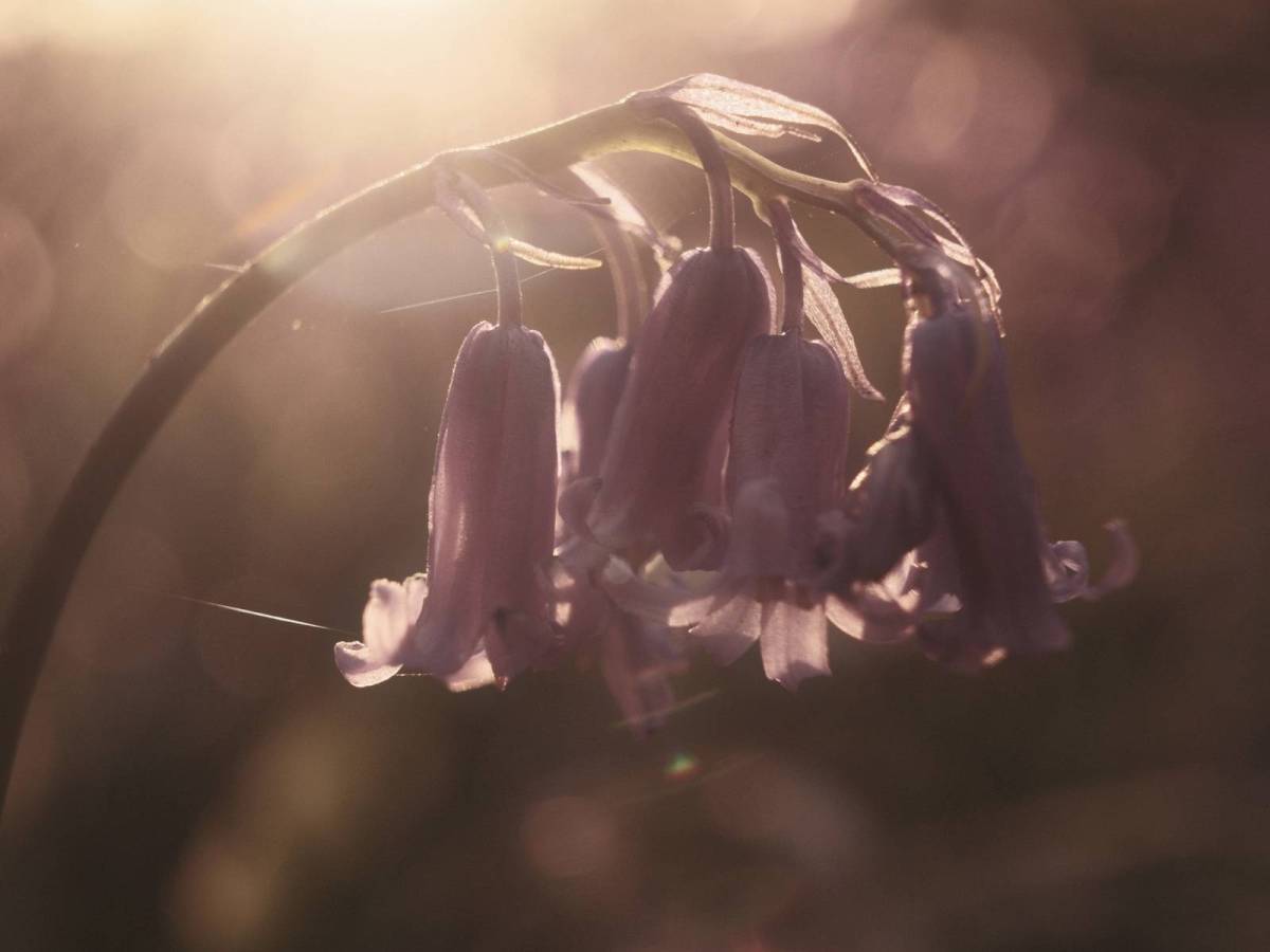 Cherry Cola, Soda Pop Film&nbsp;Recipe