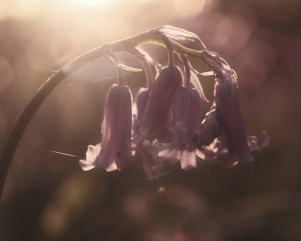 Cherry Cola, Soda Pop Film&nbsp;Recipe