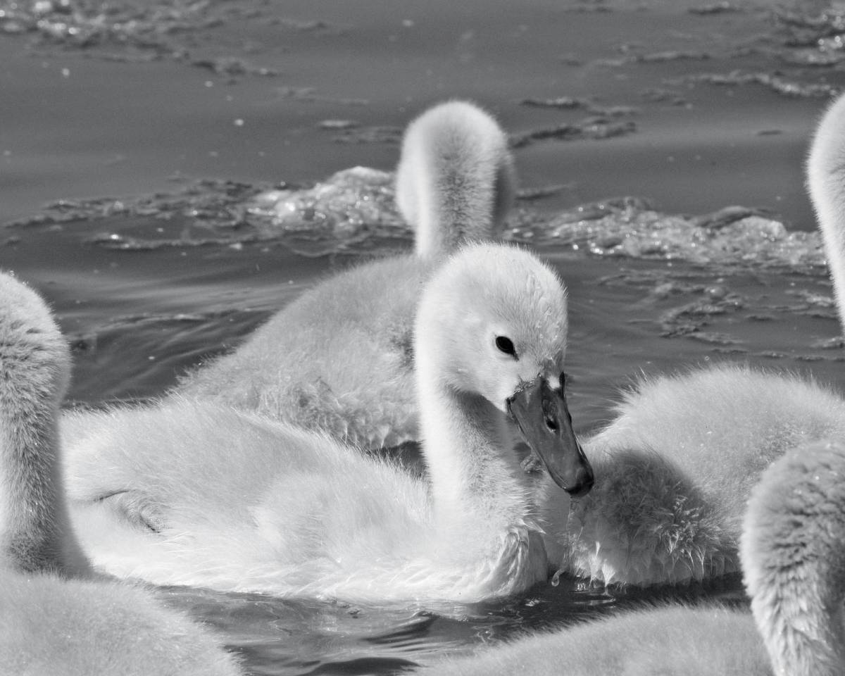Silverton Sharp, Metallic Mono with a Crisp&nbsp;Finish