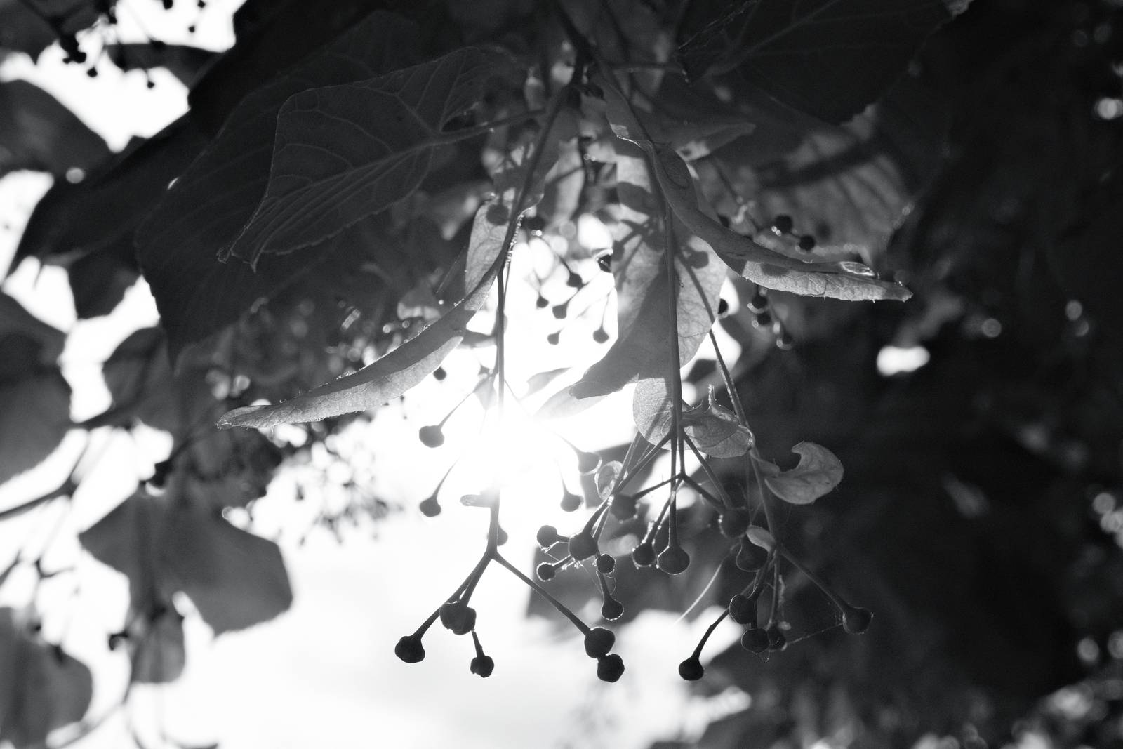 Silverton Sharp film recipe sample photo