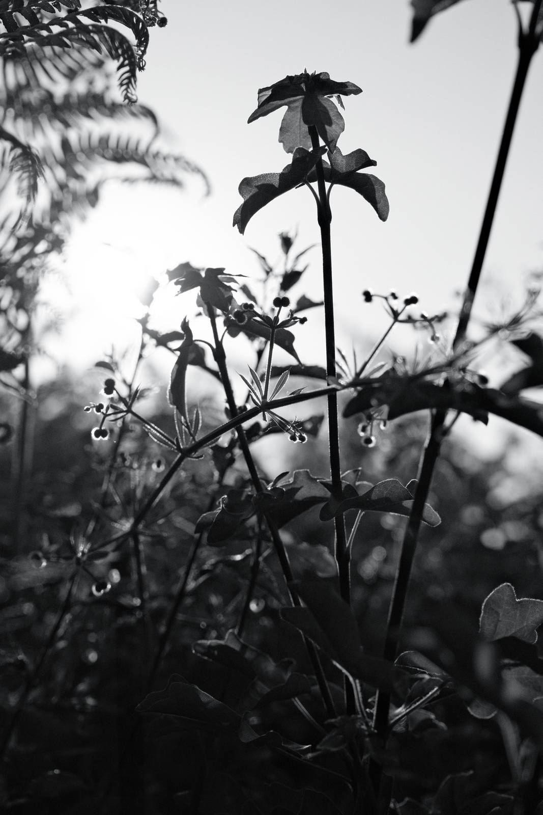 Silverton Sharp film recipe sample photo
