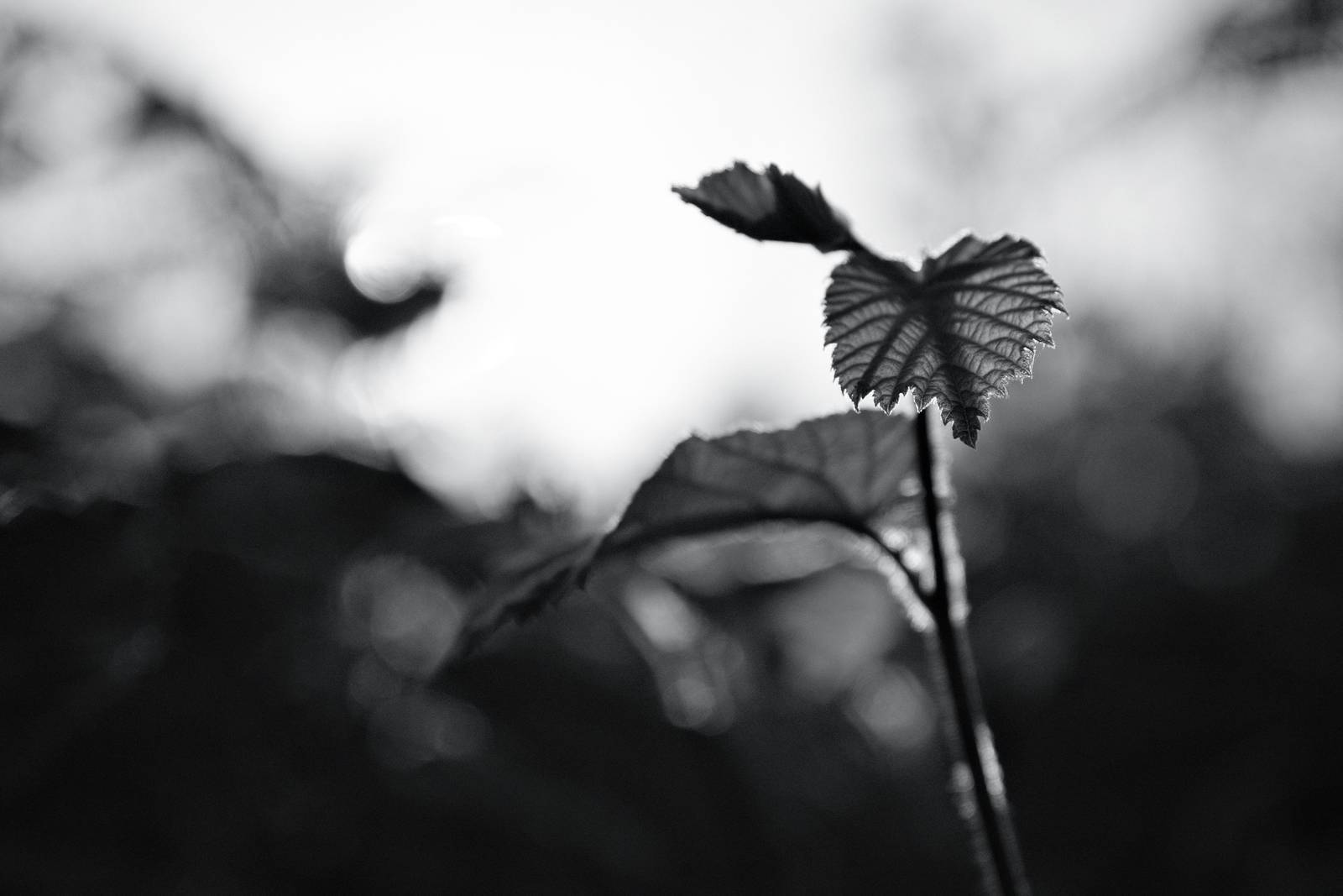 Silverton Sharp film recipe sample photo