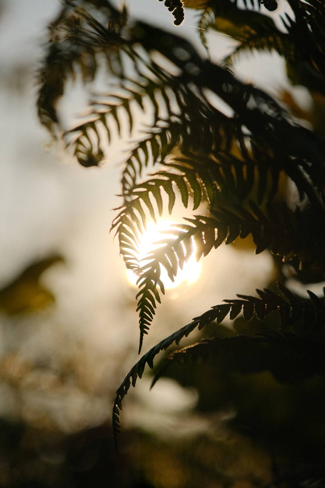 Valenwood film recipe sample photo