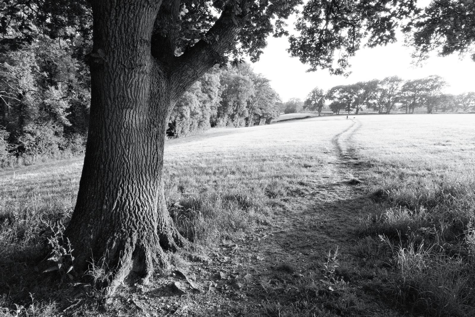 Silverton Sharp film recipe sample photo