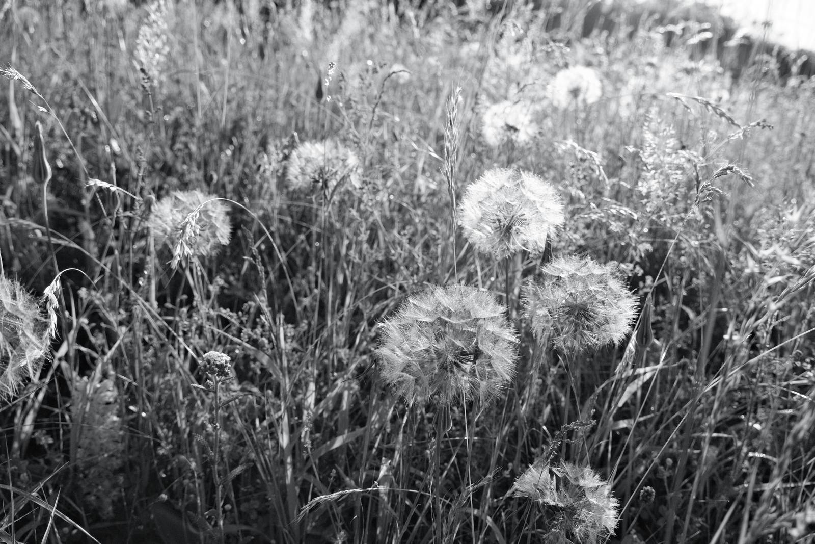 Silverton Sharp film recipe sample photo
