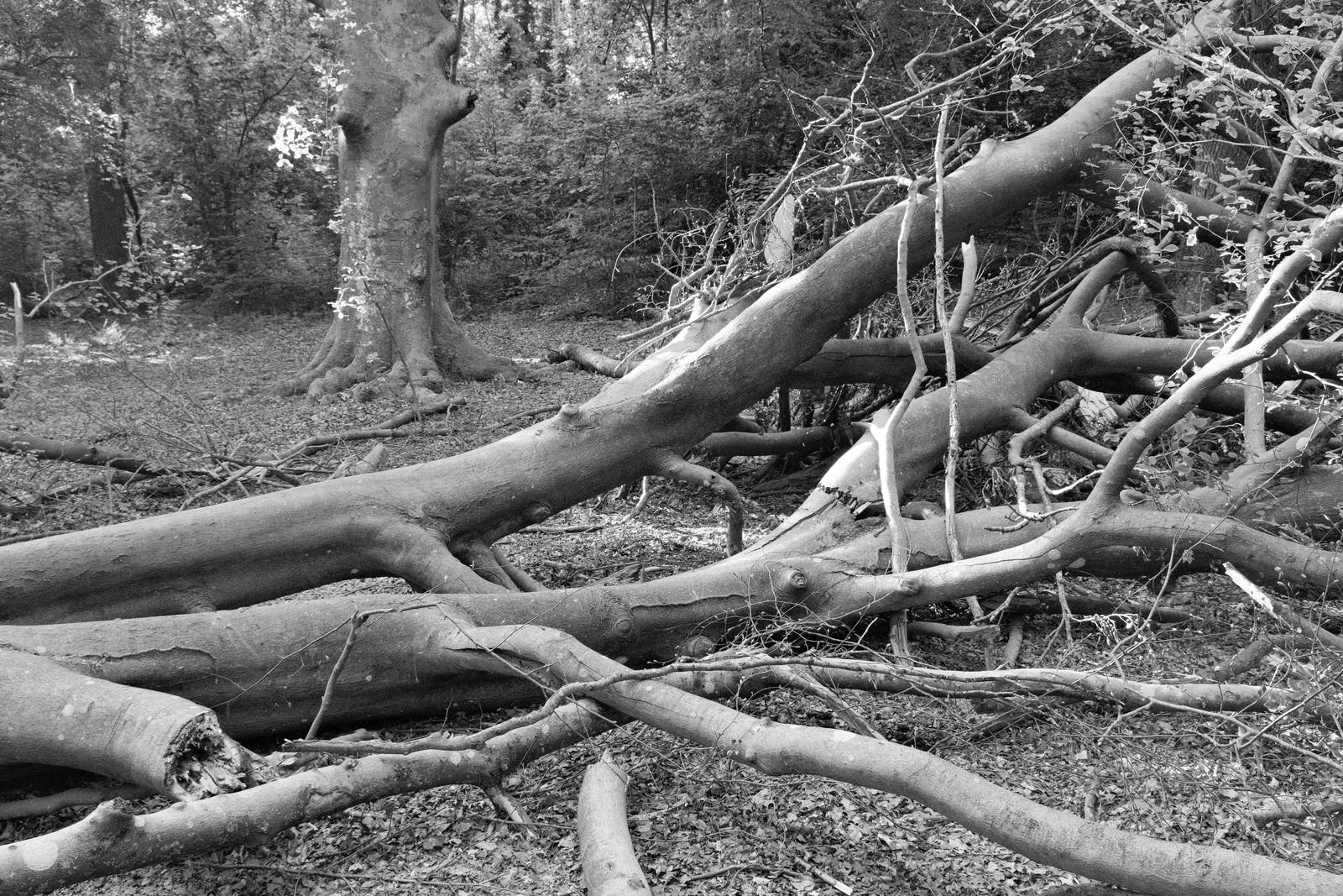 Silverton Sharp film recipe sample photo