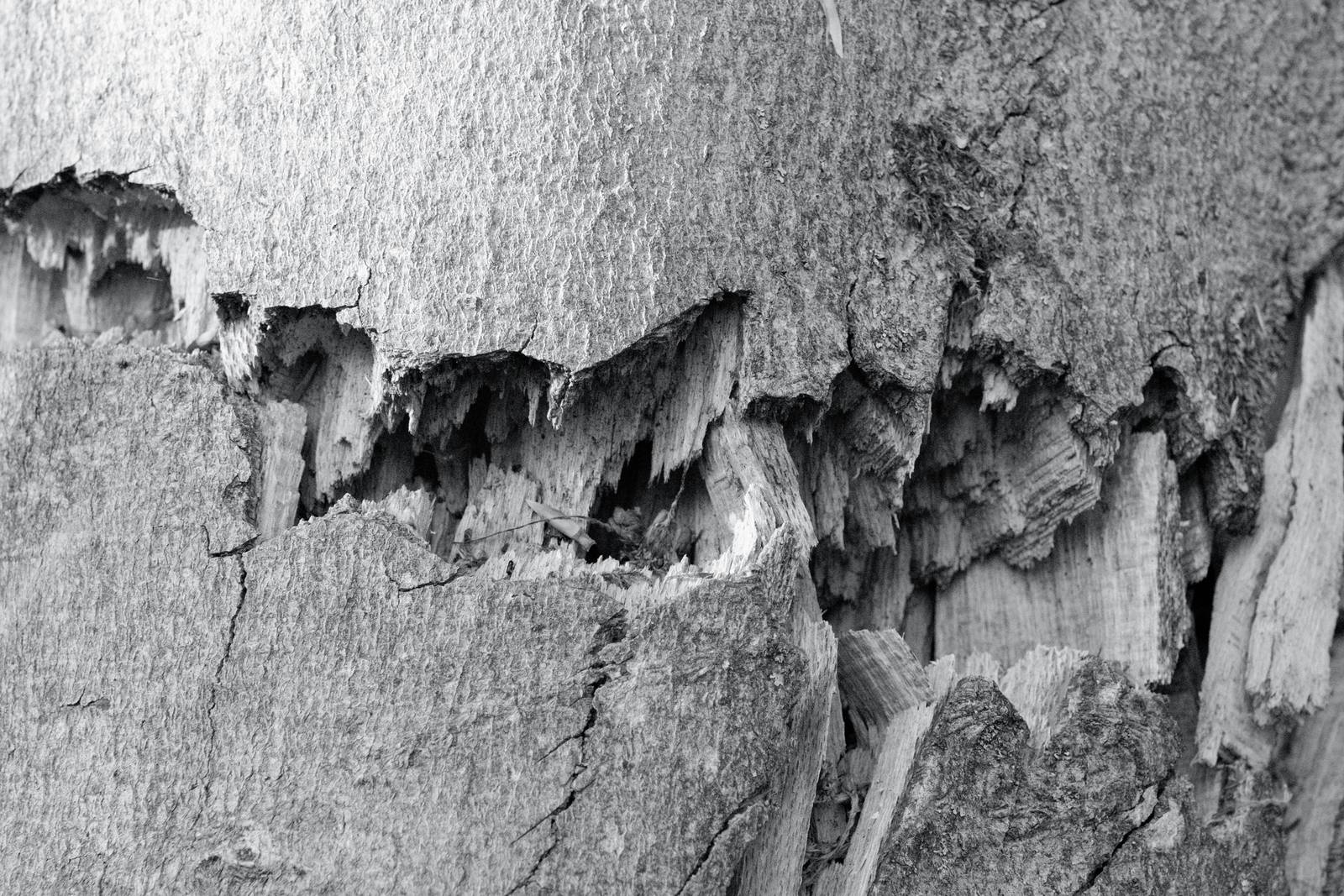 Silverton Sharp film recipe sample photo