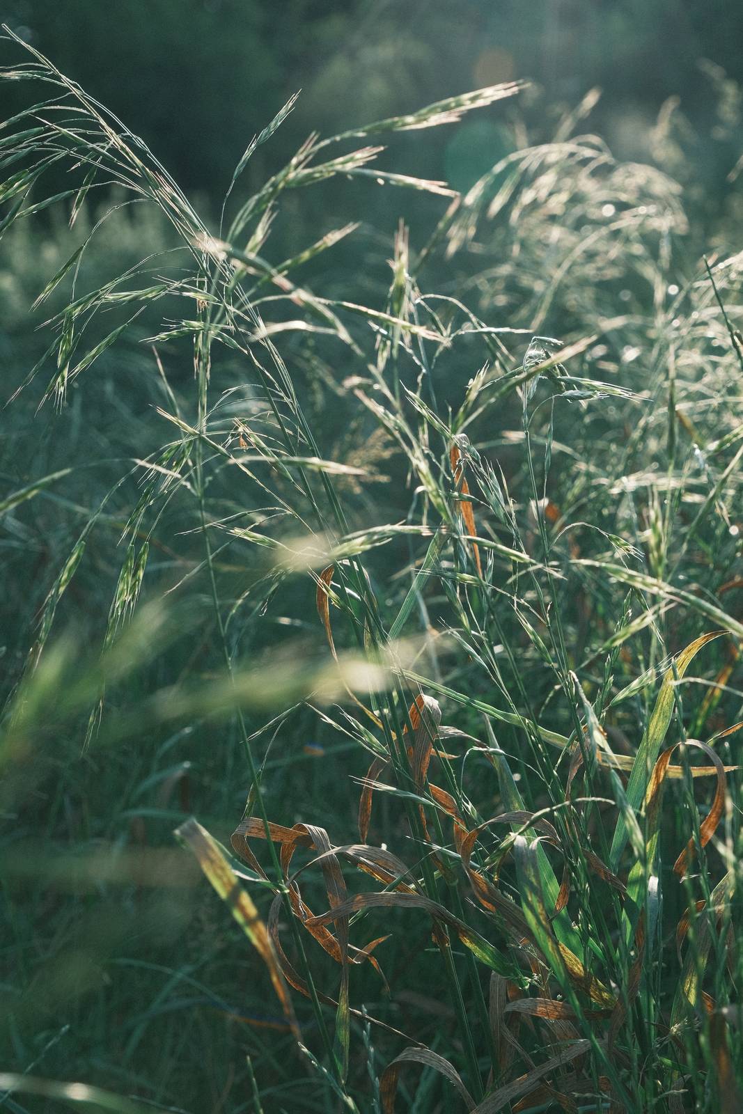 Old Fujicolor film recipe sample photo