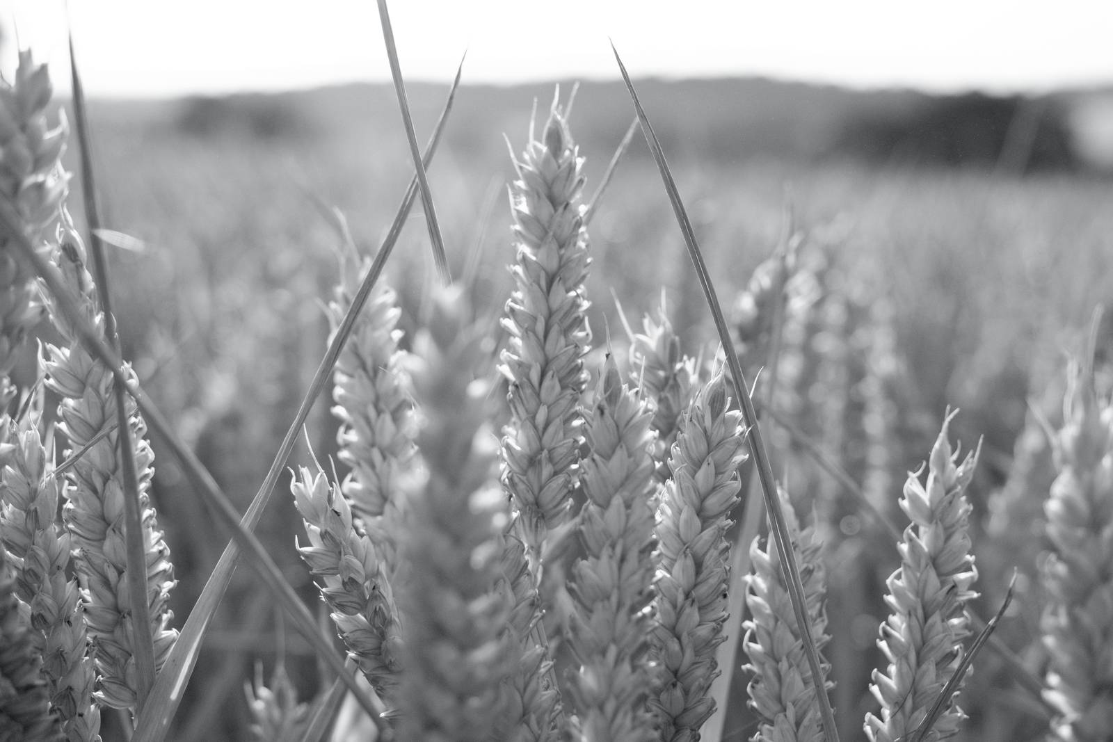 Silverton Sharp film recipe sample photo
