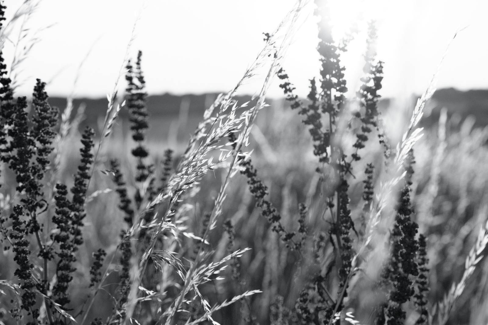 Silverton Sharp film recipe sample photo