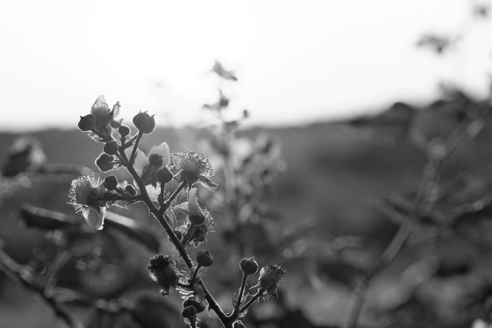 Silverton Sharp film recipe sample photo