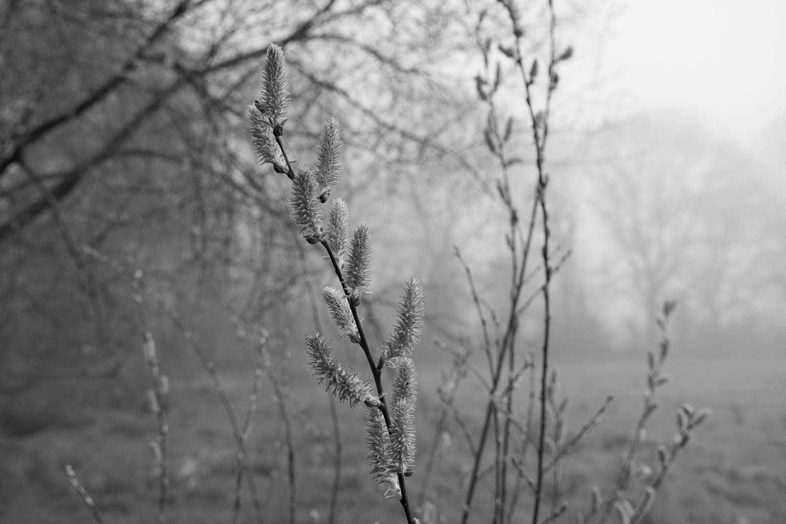 Silverton Sharp film recipe sample photo