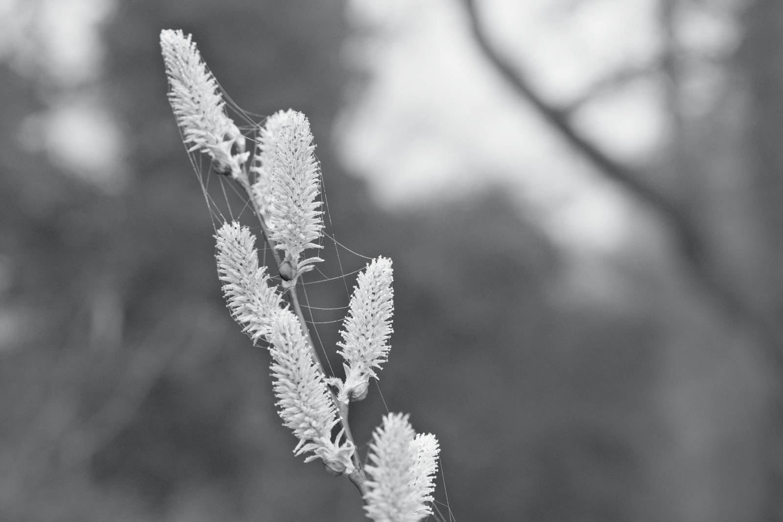 Silverton Sharp film recipe sample photo