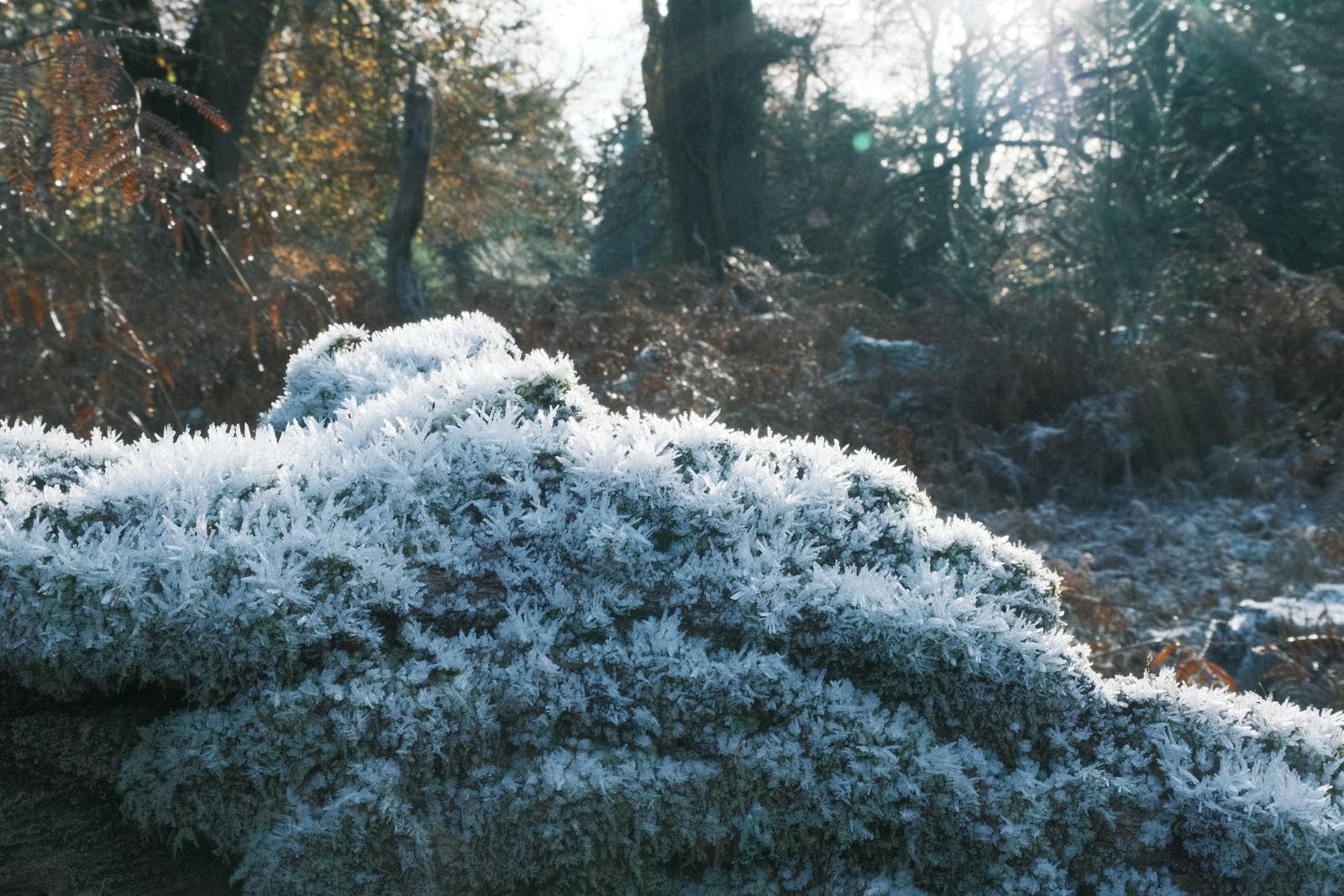 Old Fujicolor film recipe sample photo