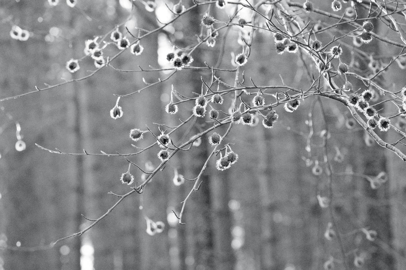 Silverton Sharp film recipe sample photo