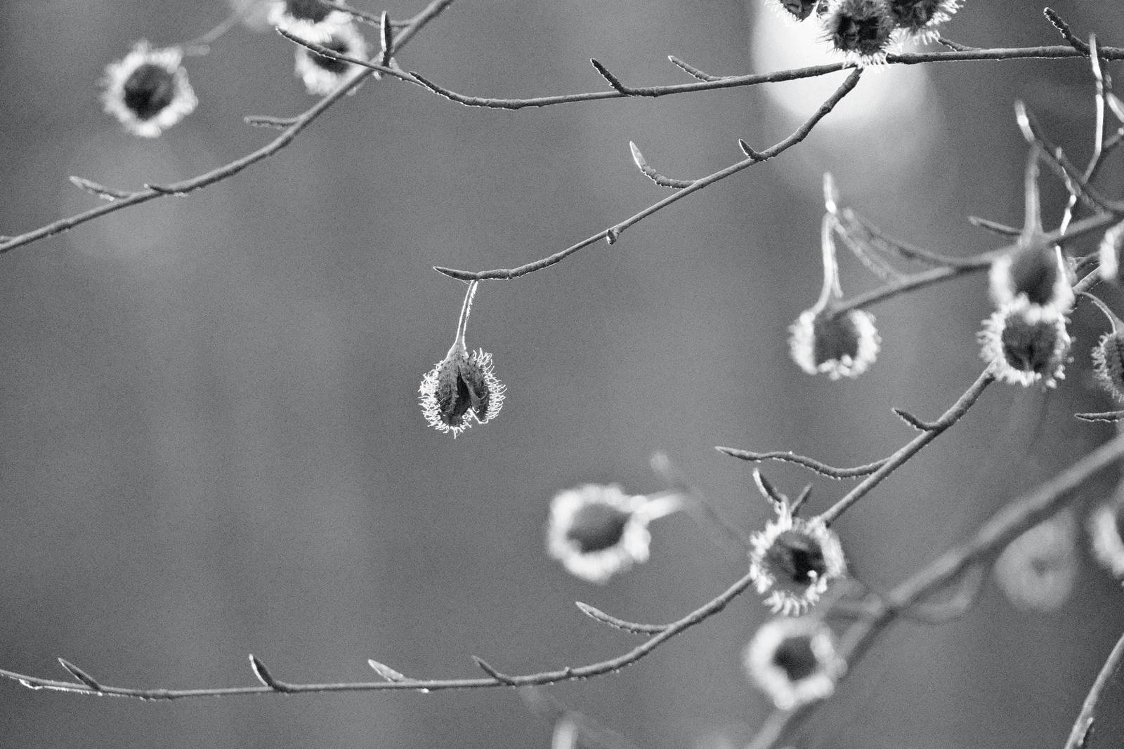 Silverton Sharp film recipe sample photo