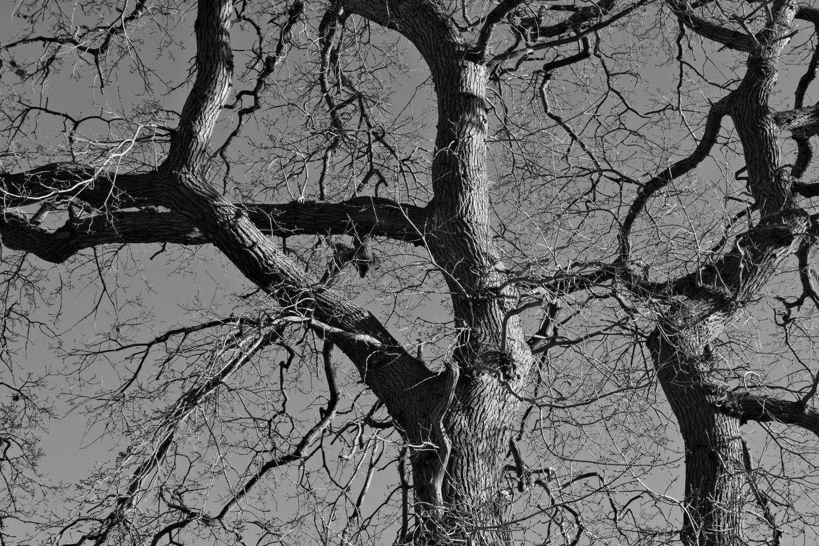 Silverton Sharp film recipe sample photo