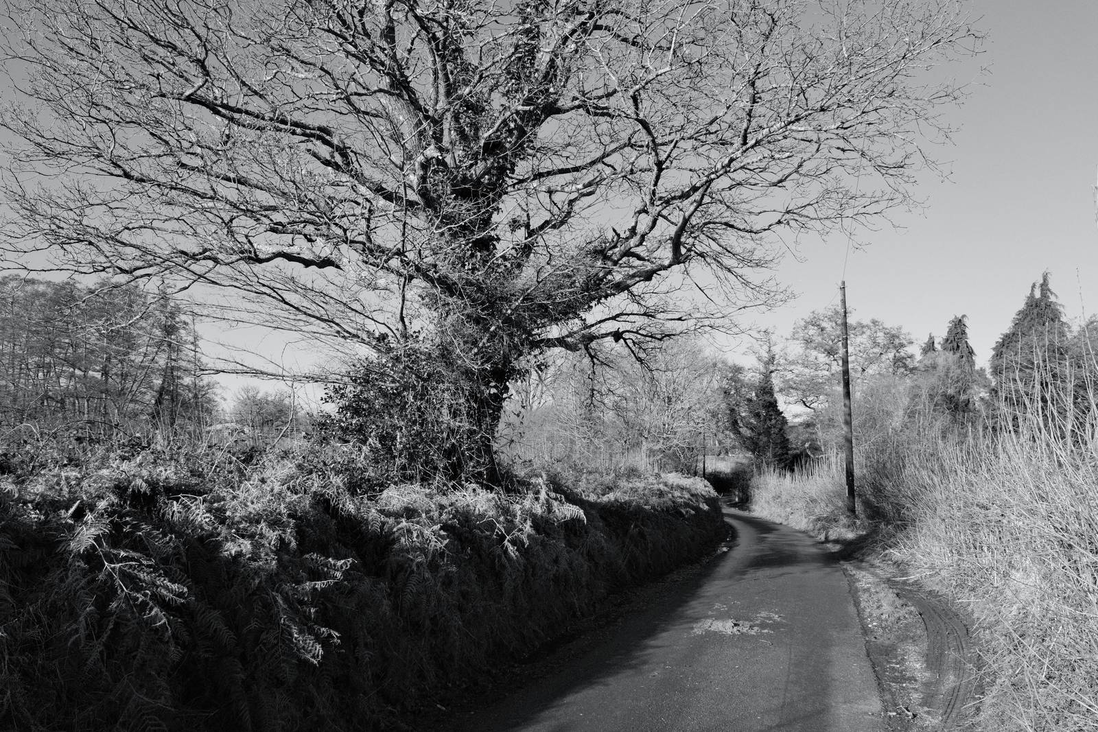Silverton Sharp film recipe sample photo