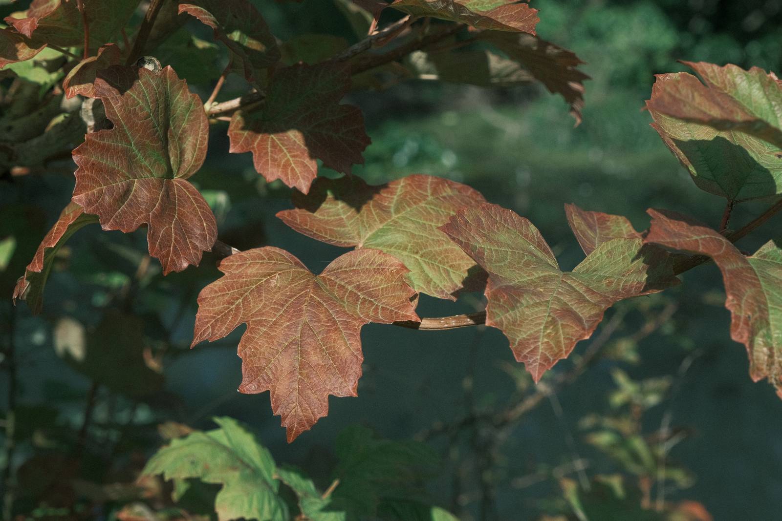 Old Fujicolor film recipe sample photo