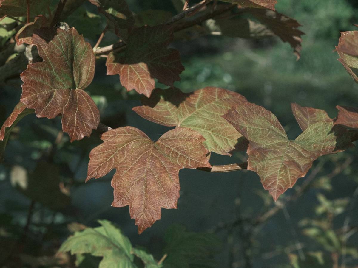 Old Fujicolor, Aged Color Negative&nbsp;Recipe