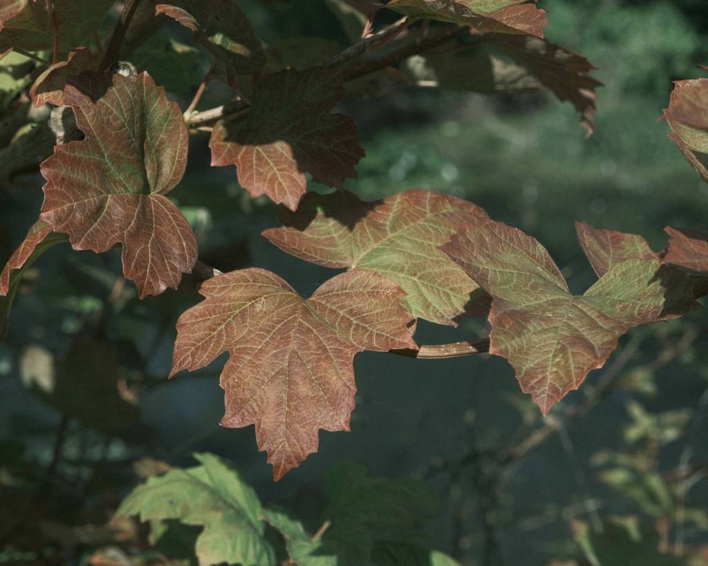 Old Fujicolor, Aged Color Negative&nbsp;Recipe