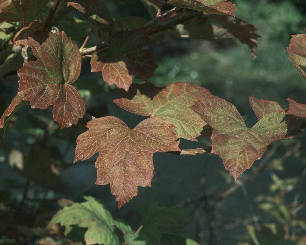 Old Fujicolor, Aged Color Negative&nbsp;Recipe