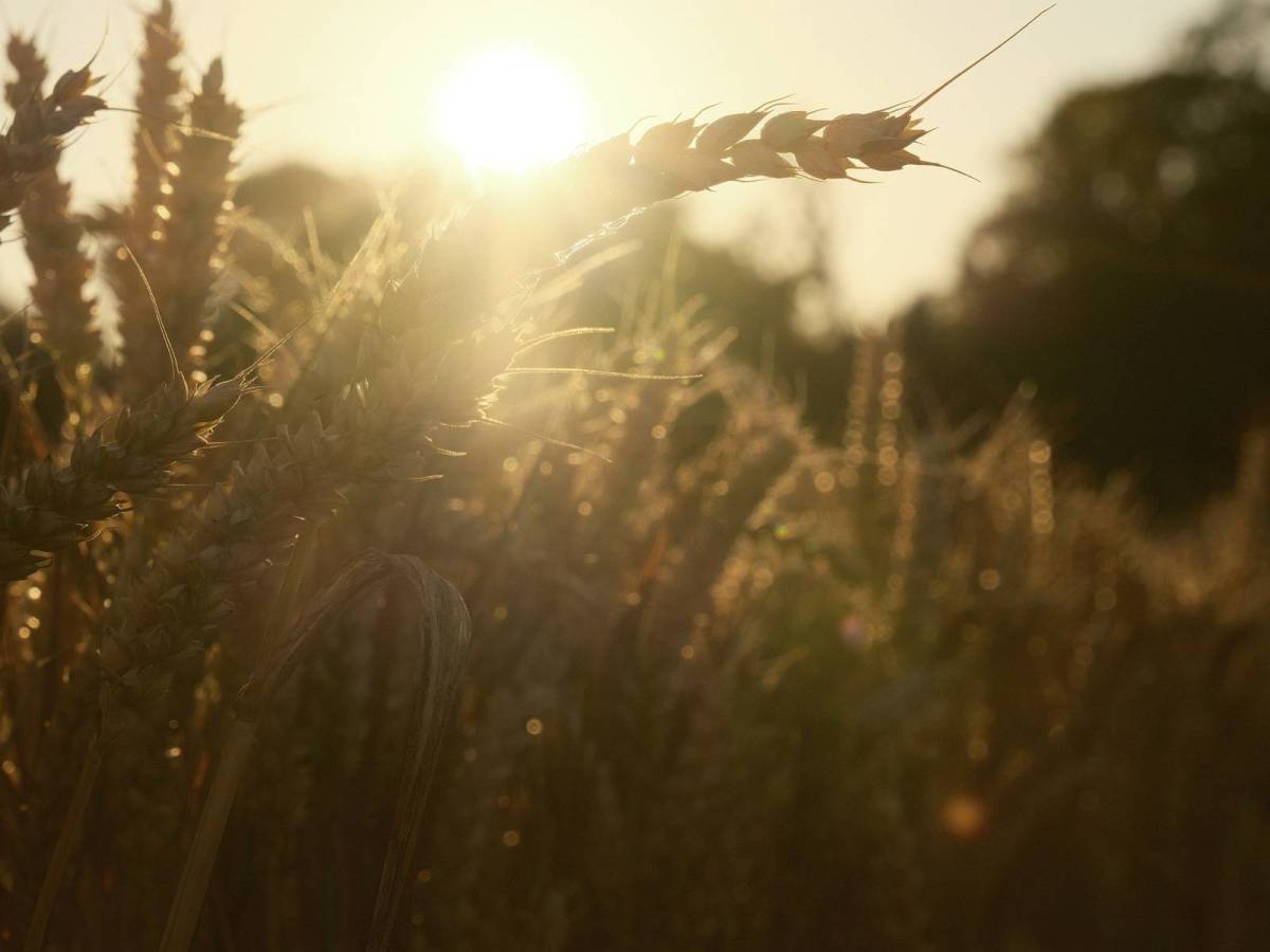 Paris Gold, Warm Tones Medal&nbsp;Winner