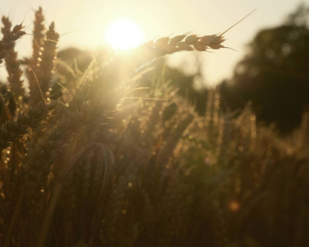 Paris Gold, Warm Tones Medal&nbsp;Winner