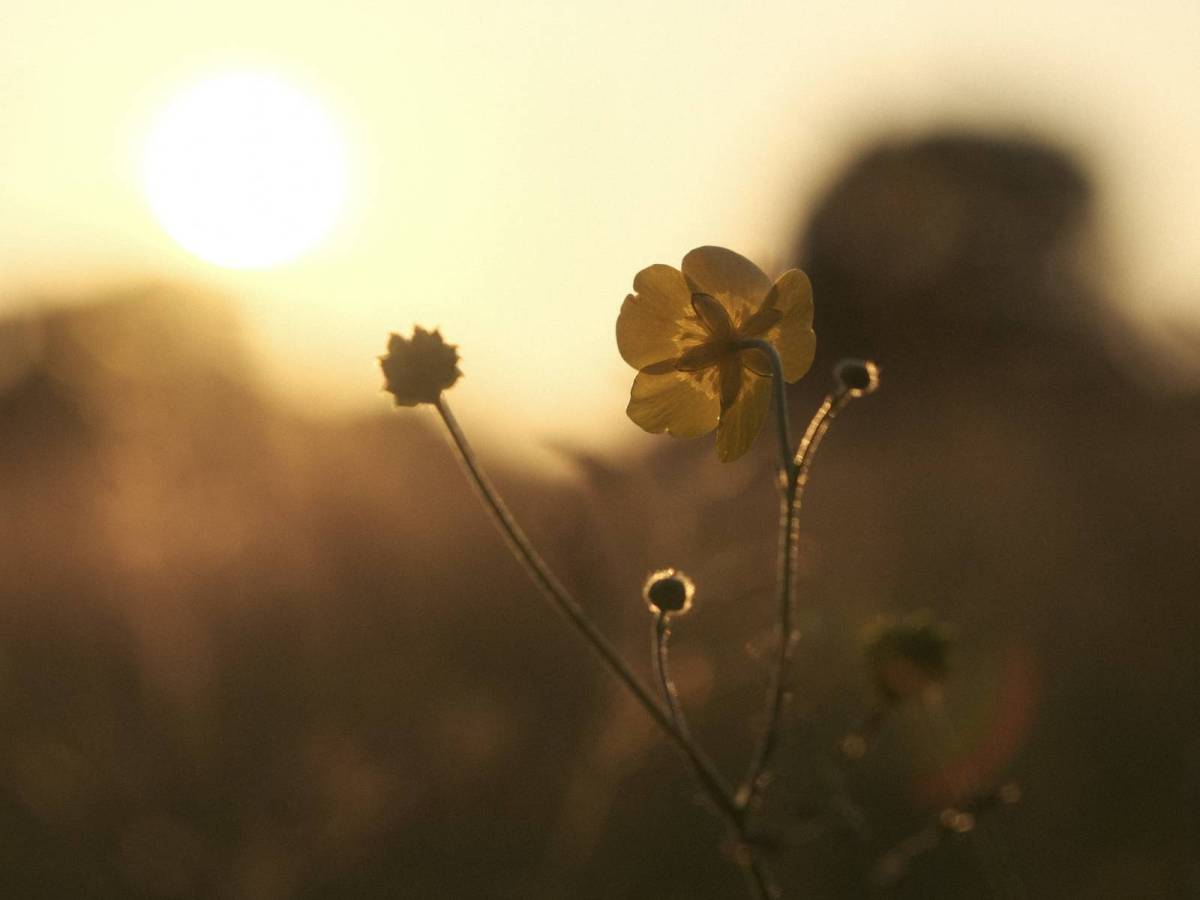 Albariño, Soft Fresh Film&nbsp;Recipe