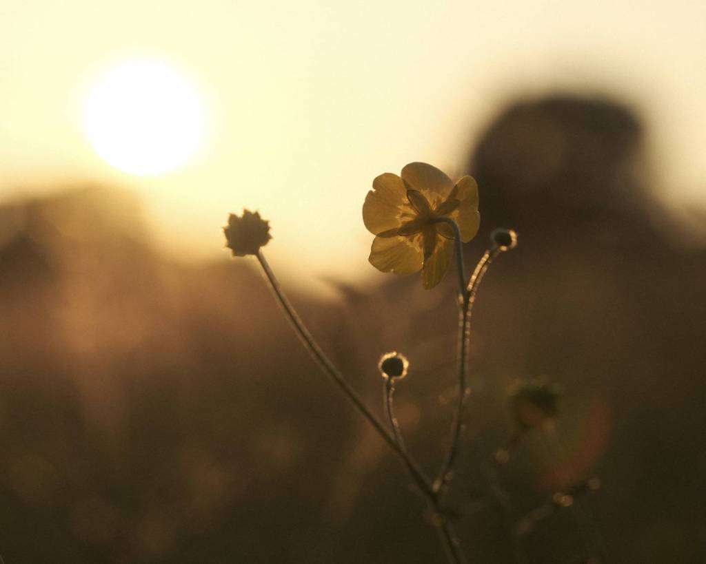 Albariño, Soft Fresh Film&nbsp;Recipe