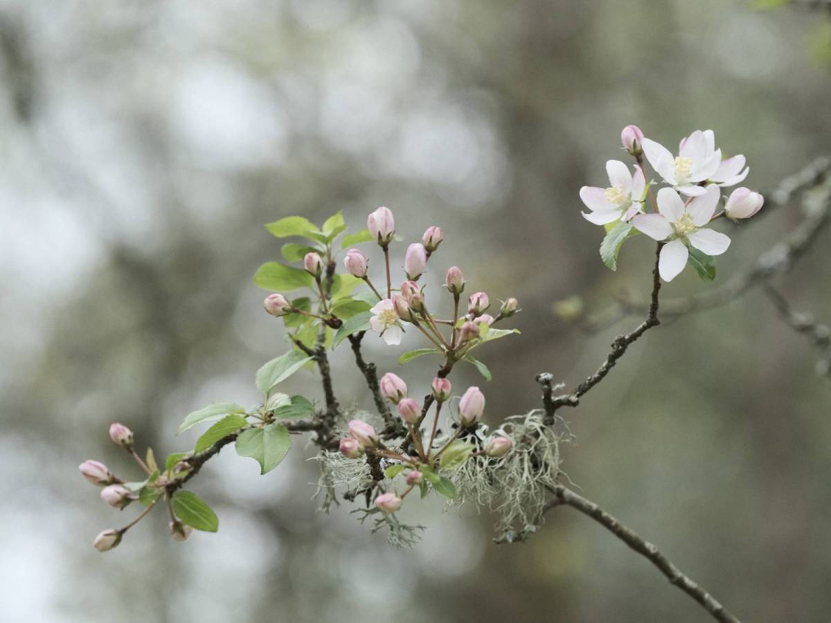 Amber T200, Faded Colour 35mm&nbsp;Film