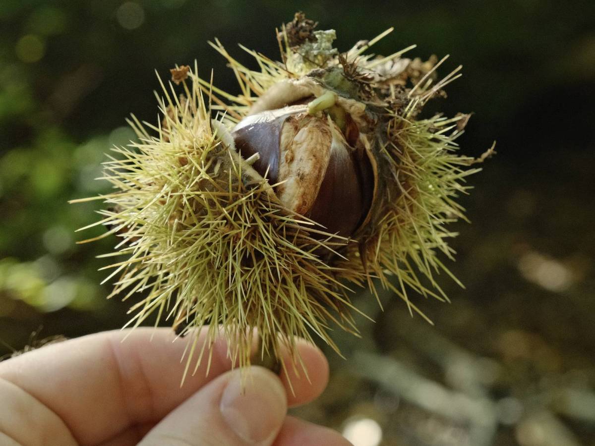 America Sharpie, Crisp New American&nbsp;Color