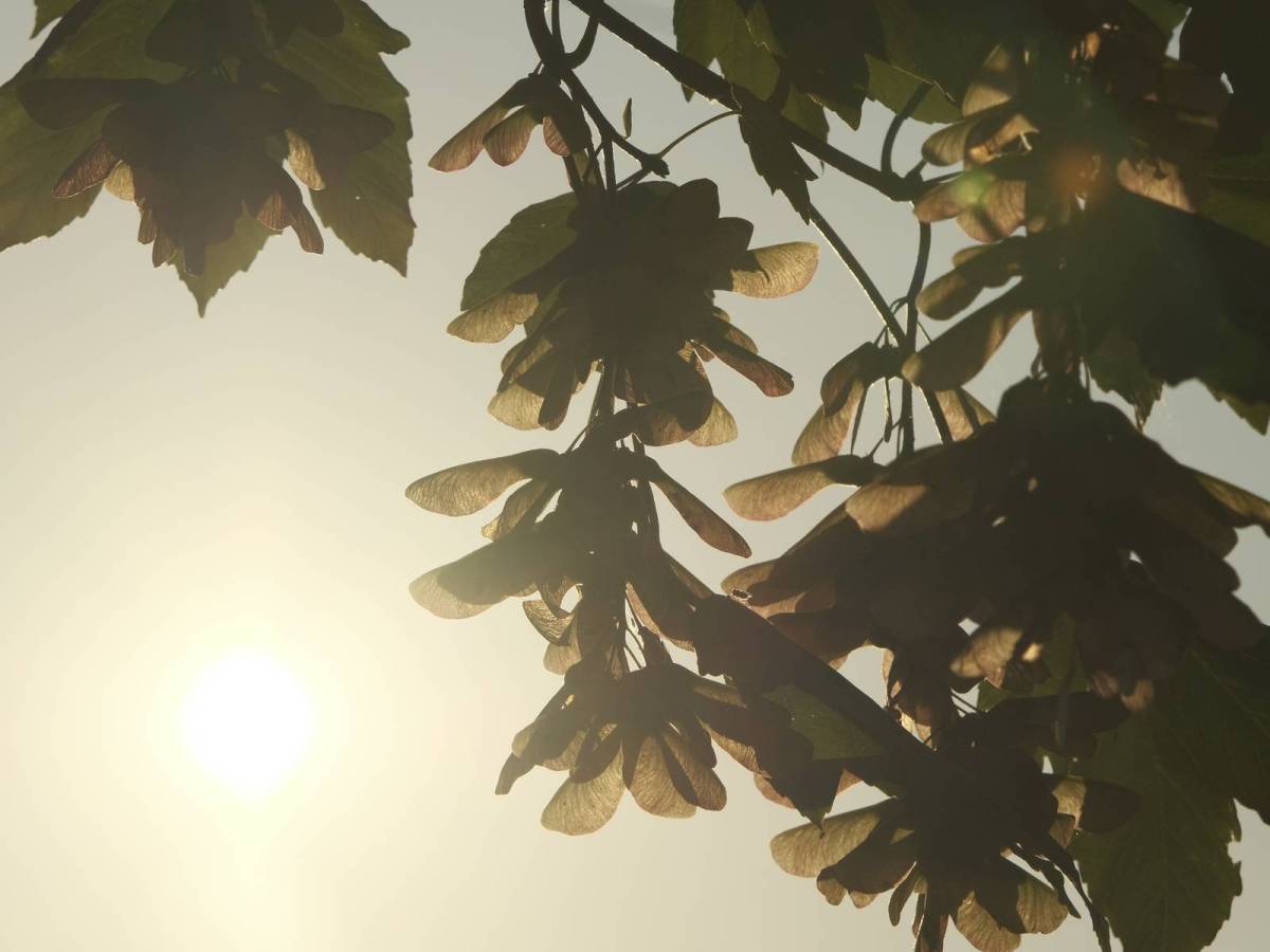 Birkenstock, Flat Tones for Photo&nbsp;Walks