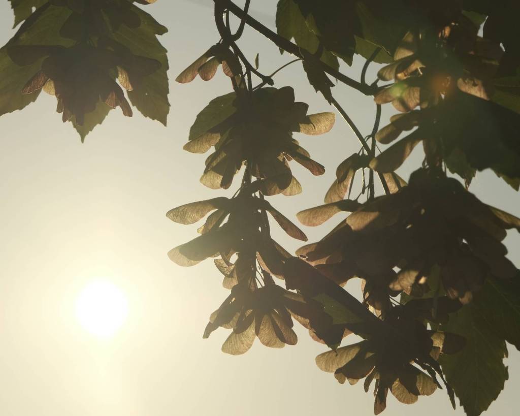 Birkenstock, Flat Tones for Photo&nbsp;Walks