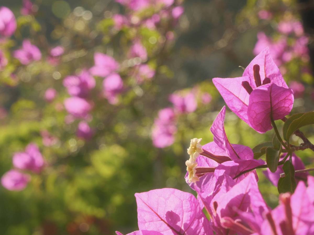 Daydream Believer, Summer Dream Film&nbsp;Recipe