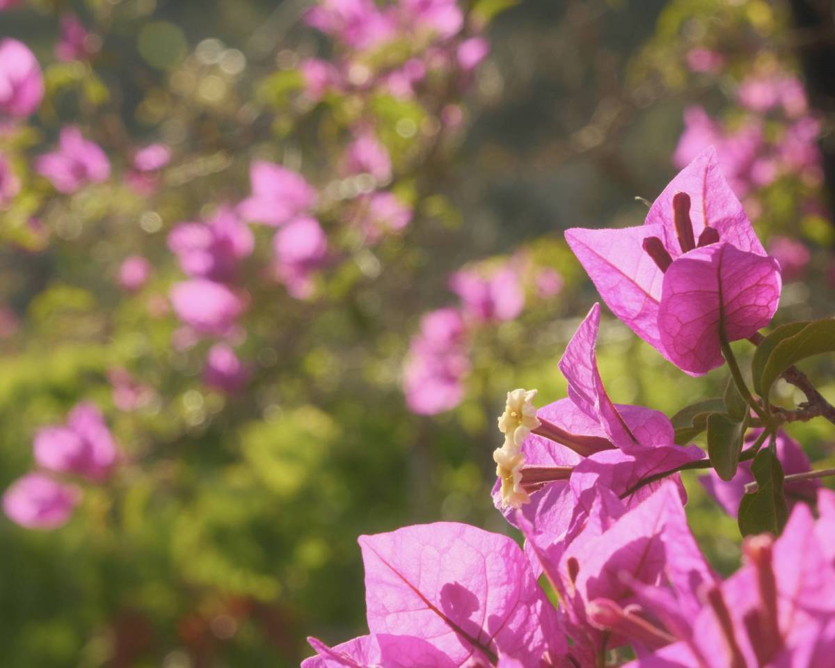 Daydream Believer, Summer Dream Film&nbsp;Recipe