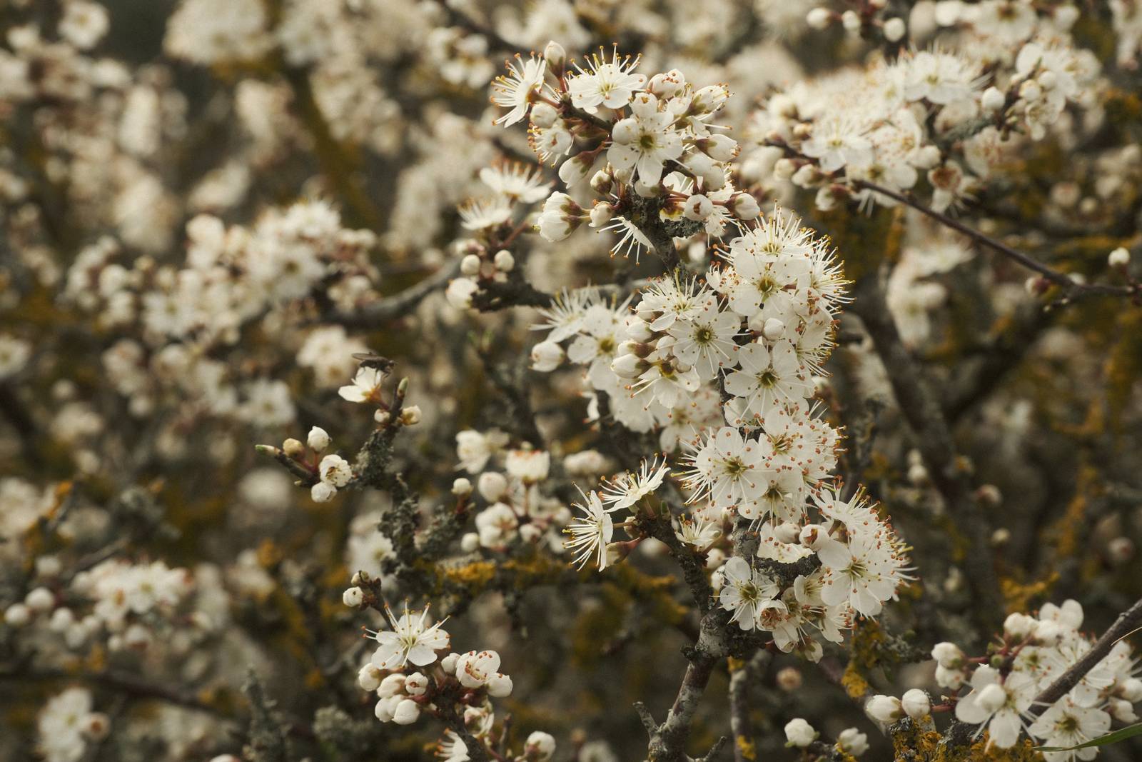 Albariño film recipe sample photo